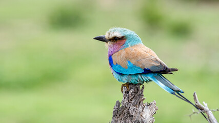 European roller colorful Bird on dry branch, green background, banner. South Africa, Kruger...