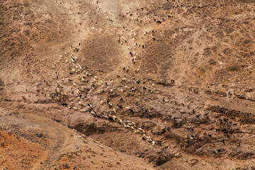 Agriculture of Gran Canaria - a large group of goats and sheep are moving across a dry landscape, between Galdar and Agaete municipalities
