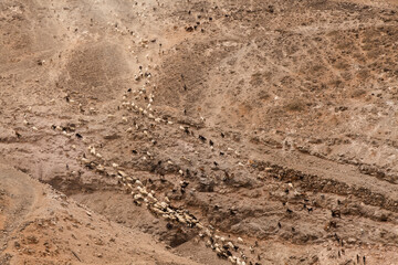 Agriculture of Gran Canaria - a large group of goats and sheep are moving across a dry landscape, between Galdar and Agaete municipalities
