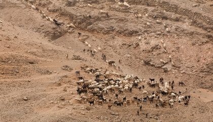 Agriculture of Gran Canaria - a large group of goats and sheep are moving across a dry landscape,...