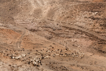 Agriculture of Gran Canaria - a large group of goats and sheep are moving across a dry landscape, between Galdar and Agaete municipalities
