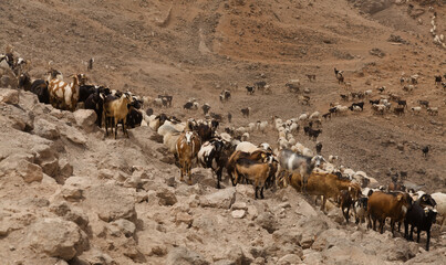 Agriculture of Gran Canaria - a large group of goats and sheep are moving across a dry landscape,...