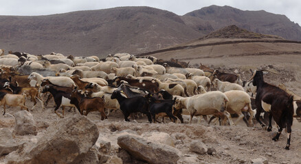 Agriculture of Gran Canaria - a large group of goats and sheep are moving across a dry landscape,...
