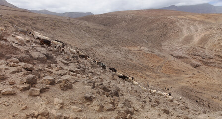 Agriculture of Gran Canaria - a large group of goats and sheep are moving across a dry landscape,...