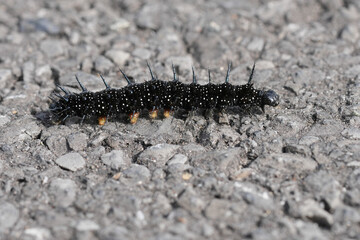 Closeup on the black spiky caterpillar of the European peacock butterfly crossing a road