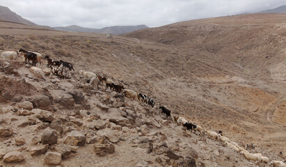 Agriculture of Gran Canaria - a large group of goats and sheep are moving across a dry landscape,...