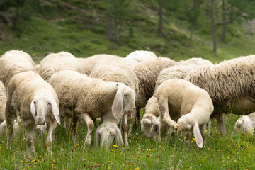 View of a group of sheep grazing in an alpine meadow in Italy. Close up of sheep. Environmental theme. Sustainable agriculture in alpine countries.. Environmental theme. Sustainable agriculture in alp