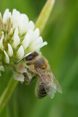 Vertical closeup on a European honeybee, Apis pellifera on a white clover in a meadow