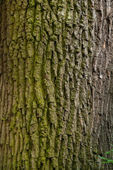 Huge oak bark texture close up.