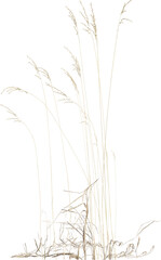 Obraz premium Side view of Meadow Grass plant