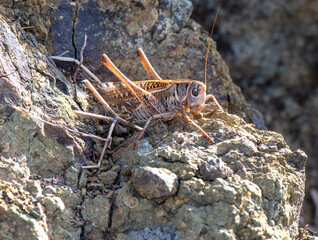 macro photo shoot grasshopper in nature