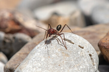 an ant standing on a pebble and its shadow hitting the stone
