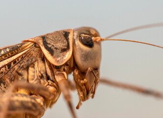 macro photo shoot grasshopper in nature