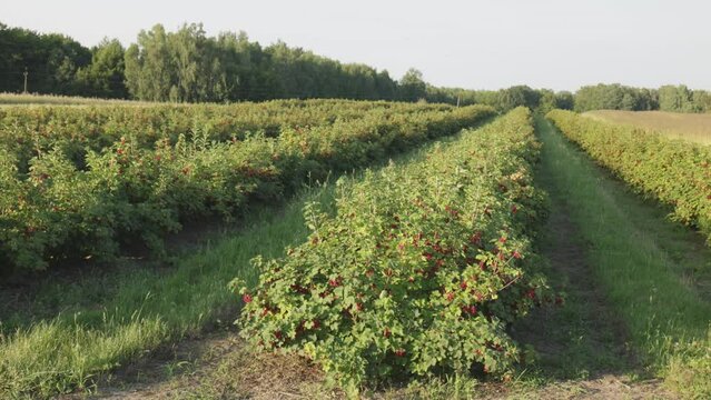 Plantacja porzeczki czerwnoej