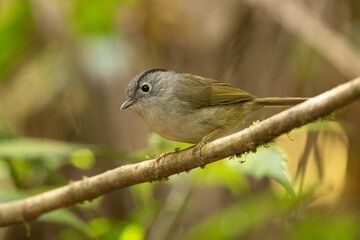 Mountain Fulvetta perched on a branch in the forest