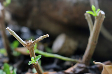 New plant shoots growing in pots