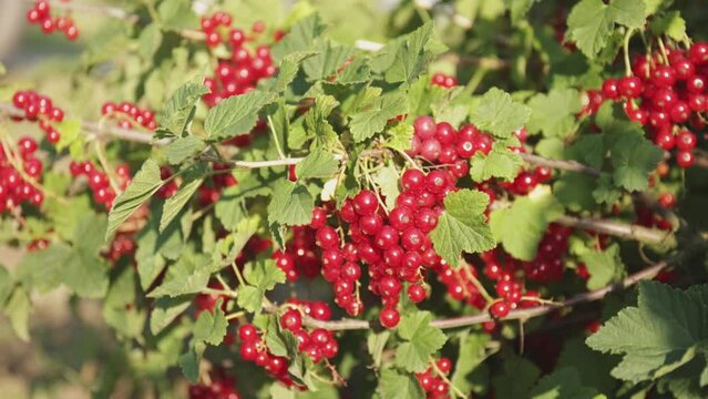 Plantacja porzeczki czerwnoej