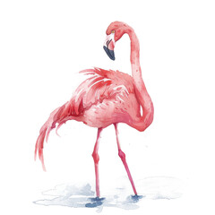 Obraz premium Graceful baby flamingo standing water elegance transparent background