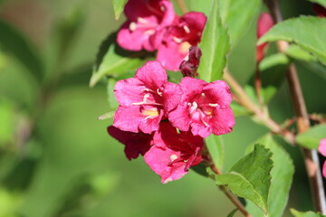 Sweden. Weigela is a genus of between six and 38 species of deciduous shrubs in the family Caprifoliaceae, growing to 1–5 m (3–15′) tall. All are natives of eastern Asia. 
