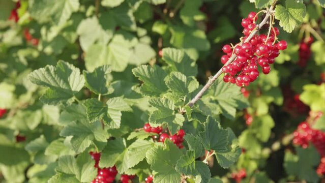 Plantacja porzeczki czerwnoej