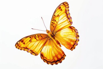 Fototapeta premium Yellow butterfly with black spots