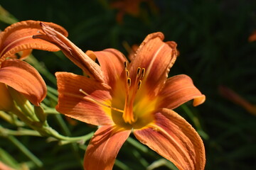 Obraz premium Daylily Flower