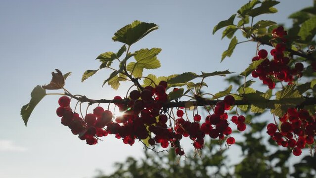 Plantacja porzeczki czerwnoej