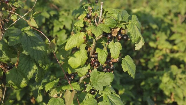 Plantacja porzeczki czarnej