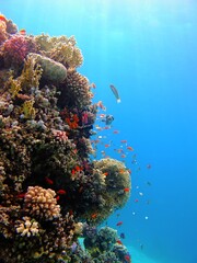 Tropical coral reef with sun light in the shallow sea. Colorful seascape with corals and fish. Underwater photography from snorkeling on the reef. Marine wildlife in the tropical ocean and sun.