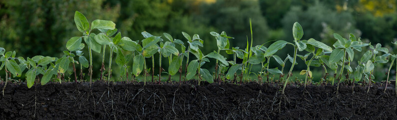 Young sunflower plants with roots