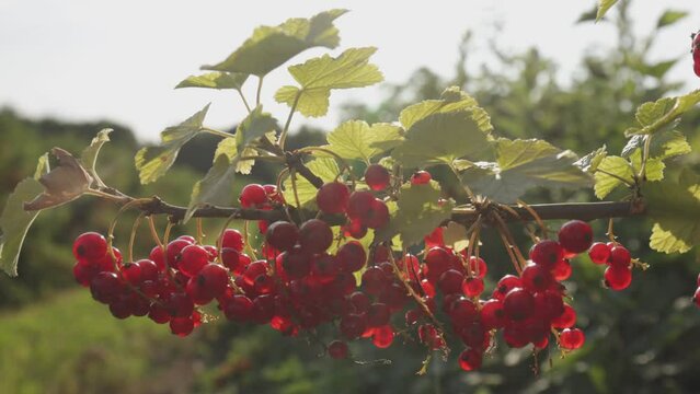 Plantacja porzeczki czerwnoej