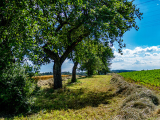 Frisch gemähte Streuobstwiese