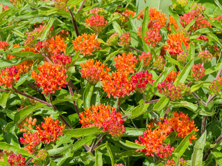 Butterfly weed or orange milkweed (Asclepias tuberosa) flowers with red-striped orange petals grown in garden as ornamental plant
