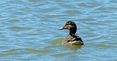 young mallard duck on the water