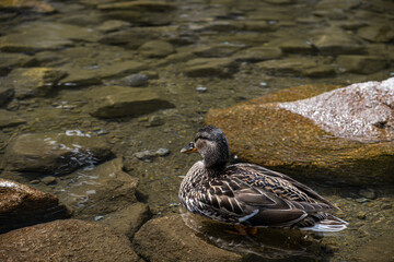 One standing duck on a rock in a lake with a rocky bottom in sunny weather