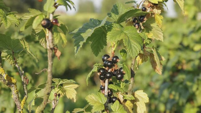 Plantacja porzeczki czarnej