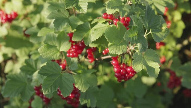 Plantacja porzeczki czerwnoej