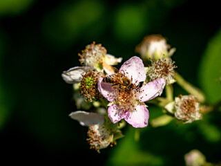 Biene sammelt Nektar auf Brombeerblüte