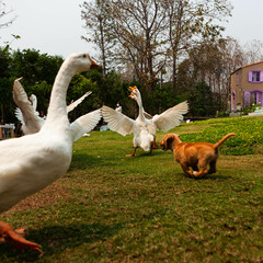 Puppy chases geese on grass in front of a villa, capturing a playful moment in nature. © Eugene Ga