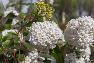 Viburnum Eskimo. Flowering trees for gardens and parks