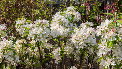 VIBURNUM, SNOWBALL ESKIMO. Flowers with an intense fragrance