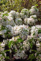 VIBURNUM, SNOWBALL ESKIMO. Flowers with an intense fragrance