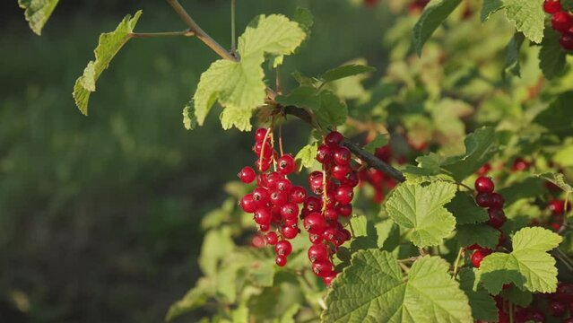 Plantacja porzeczki czerwnoej
