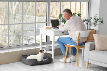 Mature man with cute Jack Russell terrier using laptop at home
