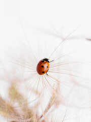 Ladybug on a fluffy white dandelion, showcasing the harmonious relationship between insects and plants in nature. Copy space for text