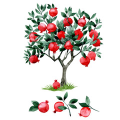 watercolor drawing, pomegranate tree. set of fruit tree, branches and leaves