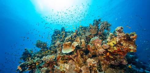 Panoramic View of Beautiful Coral Reef with Colored Hard Corals and Fish. Marsa Alam, Egypt. © Jag_cz