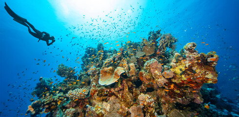 Obraz premium Panoramic View of Beautiful Coral Reef with Colored Hard Corals and Fish. Marsa Alam, Egypt.
