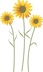 illustration of chamomile and chrysanthemum flower