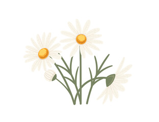 Chamomile flower in bloom vector illustration isolated on white background